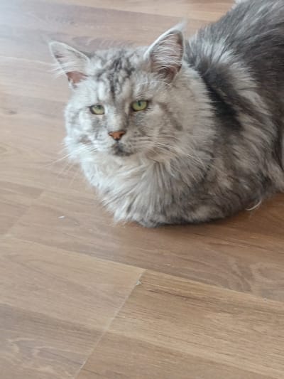 A fluffy, silver tabby cat is lying on a light brown wooden floor. The cat is facing the left of the frame with its head turned slightly towards the camera. It has green eyes, a pink nose, and long white whiskers. Its fur is a mix of grey and white with darker tabby markings on its face and body. The cat appears calm and relaxed. The wooden floor has a visible grain pattern and appears to be laminate flooring. The image does not contain any information that could indicate the location in the city of Leuven, Belgium.