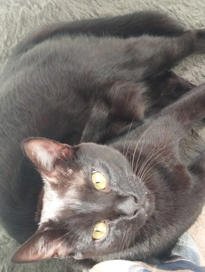 A black cat with yellow eyes is lying on a grey, fuzzy surface. The cat is curled up, with its head resting on its chest and its body extending out of frame. The cat's fur is short and sleek, and its eyes are wide open, looking directly at the camera. The background is a blurry grey texture, possibly a blanket or rug. There are no people or other objects visible in the image. The location is not specified in the image, and therefore cannot be determined.