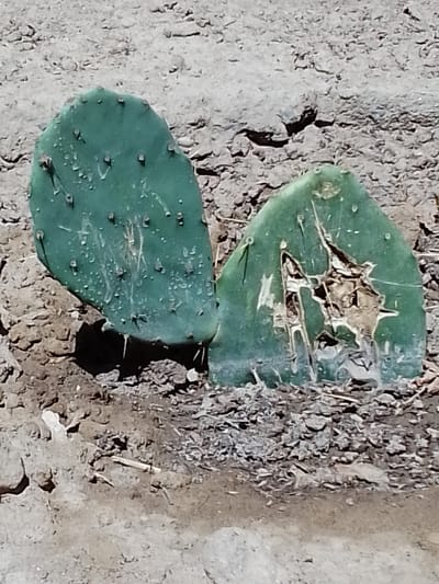 This image shows two prickly pear cactus pads lying on dry, cracked earth. The pad on the left is mostly intact and green, with small brown spines visible. It has several lighter green water droplets or marks on its surface. The pad on the right is significantly damaged, with large sections torn away, revealing a dry, brown, fibrous interior. The surrounding ground is rough and uneven, composed of dirt, small stones, and dried organic matter. The lighting suggests it is daytime, with harsh shadows cast by the cactus pads. The scene is devoid of any human presence. The location is identified as Muborak, Uzbekistan.