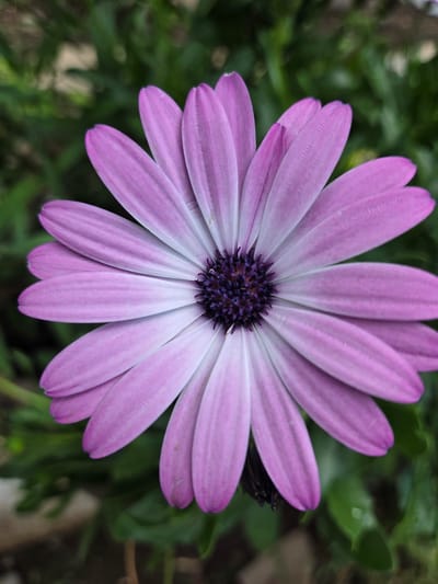 A close-up, top-down shot captures a vibrant African daisy in bloom. The flower's petals are a soft lavender color, fading to white near the dark purple center. The petals are numerous and have a textured, slightly ribbed surface. The center of the flower is a deep, rich purple, appearing almost black in the very middle.

The flower is set against a backdrop of soft-focus green foliage, suggesting an outdoor setting. The lighting appears natural, likely daylight, as there are no harsh shadows. The overall mood is serene and naturalistic, highlighting the delicate beauty of the flower. The location context indicates this photograph was taken in Doneztebe / Santesteban, Spain. There is no visible text in the image.