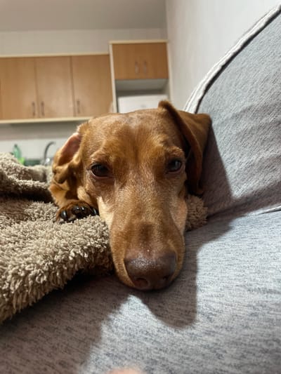 The image shows a close-up, tilted view of a brown dachshund dog resting on a gray fabric surface, likely a couch or chair. The dog's head is resting on a fluffy, tan-colored blanket or towel, with its paw visible amongst the fibers. Its eyes are open and looking towards the camera, with a slightly questioning or sleepy expression. The background is blurred, but appears to be an indoor setting with kitchen cabinets visible on the left. The lighting suggests it might be daytime indoors, with shadows cast on the gray fabric. There is no visible text in the image.