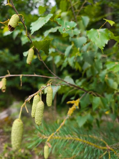 The image depicts a close-up view of a tree branch with several elongated, light green catkins hanging from it. The catkins have a textured surface and appear to be developing. The branch is thin and dark, with a few leaves visible in the background, which are also green and have a serrated edge. The foliage in the background is out of focus, creating a blurred effect. A few strands of what appear to be spiderweb are also visible on the branch. The overall setting suggests an outdoor environment, likely a natural area or park. No specific landmarks or man-made structures are identifiable in the image to indicate a precise location within Choceň, Czechia.