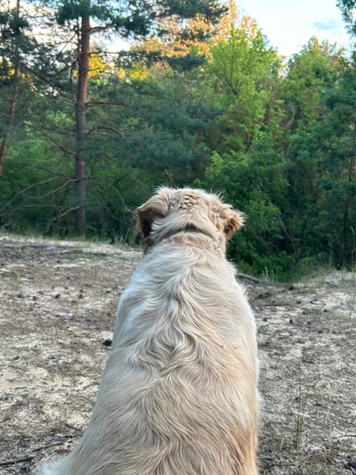 A medium-shot, eye-level, outdoor vertical photograph captures a dog from behind, facing away from the camera and towards a forest. The dog, appearing to be a golden retriever, has light-colored fur that appears slightly messy, particularly around its head and ears. Its fur is long and wavy, with visible texture. The dog is sitting on a sandy, somewhat barren ground. The ground is speckled with small twigs and pinecones, suggesting it is a natural, undeveloped area. In the background, a dense forest of green trees rises, with taller pine trees in the foreground and a mix of deciduous and coniferous trees further back. The lighting suggests it might be late afternoon or early morning, with some dappled sunlight filtering through the trees. The scene is devoid of any discernible human presence or urban elements, placing it in a natural, likely rural or wilderness setting. Without additional context or specific landmarks, pinpointing the exact location within Veshenskaya, Russia, is not possible based solely on the visual information provided in the image.