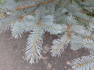The image shows a close-up, overhead view of several branches of a blue spruce tree, characterized by their distinctive silvery-blue needles. The branches are densely packed, with the needles pointing outwards and upwards, creating a layered effect. The background is a blurred, textured surface that appears to be gray asphalt or concrete, with some lighter speckles and darker patches. The lighting suggests it is daytime, with soft, diffused light. The scene is devoid of any people, animals, or man-made objects other than the implied ground surface. The specific location in Saransk, Russia, is not discernible from the visual information provided in the image.