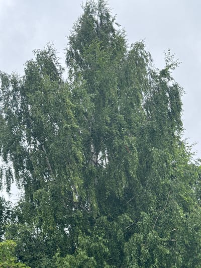 A tall birch tree with light-colored bark stands against a overcast sky in the city of Krasnoe, Russia. The tree's branches are laden with green leaves, many of which droop downwards, creating a dense canopy. The lower portion of the image shows a thick layer of smaller green trees and foliage.