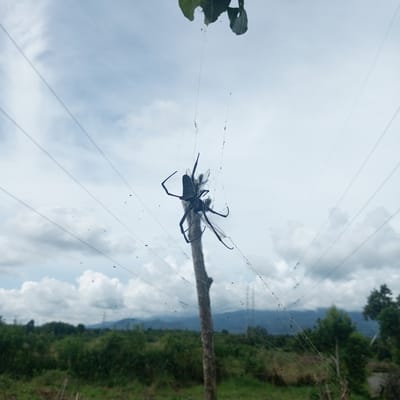 This media file depicts a spider in its web, positioned in the center of the frame against a cloudy sky. The spider, which appears to be a large, dark-colored species, is actively engaged with its prey, a dragonfly, which is caught in the intricate silken threads of the web. The background features a blurry landscape of green foliage, trees, and distant mountains, with a hint of human infrastructure such as power lines and possibly electricity pylons. The scene is set outdoors, likely in a rural or natural environment. The weather appears overcast, with dramatic clouds filling the sky, suggesting it might be daytime, perhaps late morning or early afternoon. The overall impression is one of nature's predator-prey dynamic. There is no visible text in the image. The location context provided is Kebunbaru, Indonesia.
