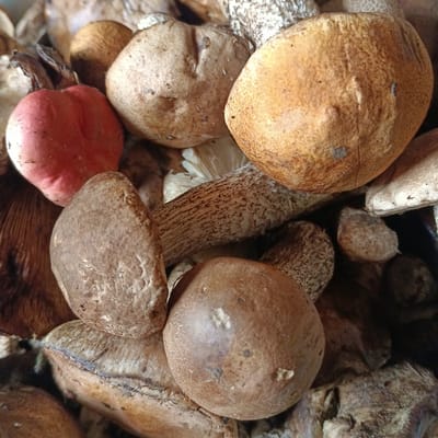 The image is a close-up, top-down view of a pile of freshly harvested mushrooms. The mushrooms have various cap colors, ranging from pale tan to reddish-brown and a vibrant red. Some have rough, textured stems, while others appear smooth. The background is a blur of more mushrooms and what appear to be dried leaves or twigs. There is no discernible urban environment or any indication of the city of Tornovoye, Russia. The image focuses solely on the mushrooms and their textures.
