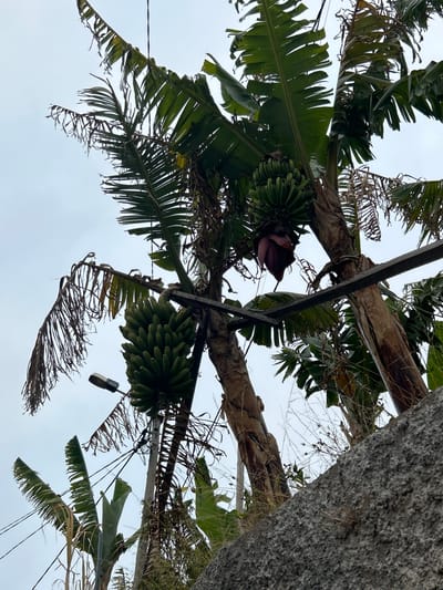This image depicts a close-up view of banana trees bearing fruit and a banana blossom, set against a cloudy sky. The scene is located in Câmara de Lobos, Portugal, a coastal town known for its banana plantations. In the foreground, a rough, grey stone wall is visible, with dry grass and vegetation growing from it. Behind the wall, the thick, woody trunks of banana trees dominate the frame, with their large, green leaves unfurling. Several bunches of green bananas are clearly visible on one tree, and a large, reddish-purple banana blossom hangs from another. A street lamp is also present, attached to a pole near one of the banana trees. The overall impression is one of a lush, tropical environment, despite the overcast weather.