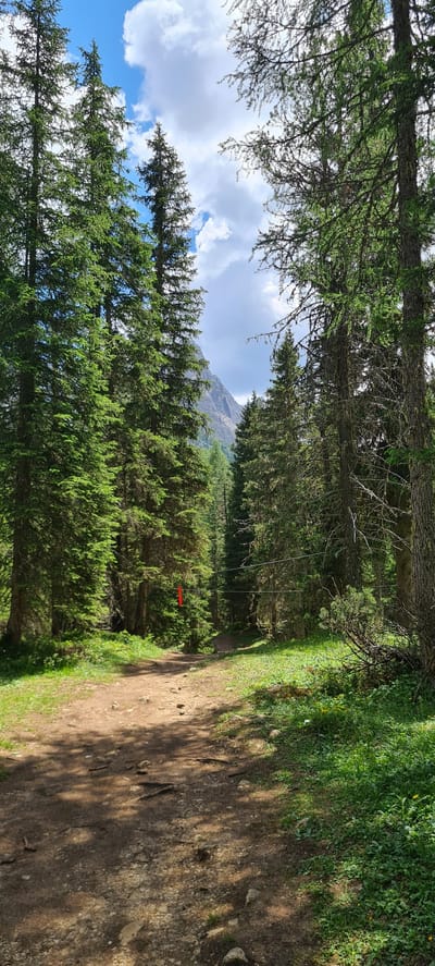 The image depicts a forest path on a sunny day, likely in Auronzo di Cadore, Italy. Towering evergreen trees line the left side of a dirt path, their dense foliage creating a dappled shade on the trail. To the right of the path, a grassy slope is illuminated by sunlight, with small yellow flowers interspersed among the green. In the distance, a mountain peak is visible through a gap in the trees, partially obscured by clouds. A thin wire stretches across the path, with a bright red object hanging from it, possibly a marker or part of a game. The overall scene suggests a peaceful, natural environment, ideal for hiking or outdoor recreation. The time of day appears to be midday or early afternoon, given the strong sunlight and shadows. There is no visible text in the image.