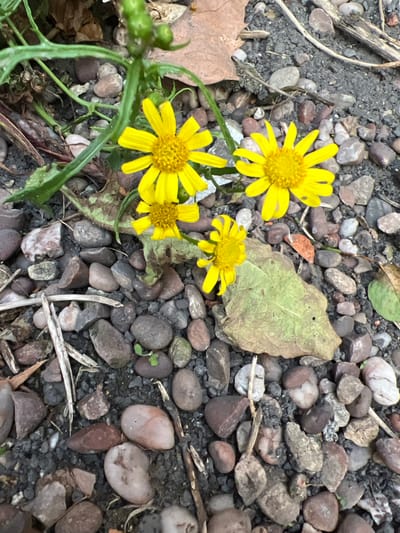 A close-up, high-angle shot captures several bright yellow flowers with multiple petals and yellow centers, blooming amongst a bed of small, variably colored pebbles and dark soil. A few dried brown leaves and green plant stems are also visible, interwoven with the pebbles. The scene appears to be an outdoor setting, possibly a garden bed or pathway in Stoke-on-Trent, United Kingdom. No people or animals are present.