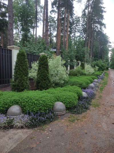 The image presents a view along a pathway in Kratovo, Russia. The path, composed of mixed dirt and gravel, is lined with an elaborate garden. The garden is meticulously designed with rows of tightly packed, vibrant green shrubs, interspersed with patches of purple flowering ground cover. Large, spherical concrete or stone ornaments are positioned at intervals along the edge of the garden bed, bordering the pathway. Behind the garden and a dark-colored fence with white pillars is a mix of deciduous and evergreen trees, their heights varying and stretching towards the sky. Tall pine trees are visible in the background. The overall scene suggests a well-maintained and landscaped area, possibly within a residential or park setting in Kratovo.