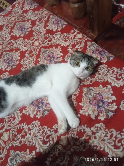 A white and gray tabby cat lies sprawled on a red and cream floral patterned rug. The cat's eyes are open, appearing alert, and its ears are folded. The rug extends across the frame, filling much of the image, with a wooden surface and objects slightly visible at the top. A timestamp is visible in the lower right corner.