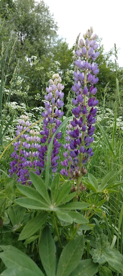 The image depicts an outdoor natural scene in Зипуново, Russia, focusing on a dense cluster of flowering plants. In the foreground, large, palmate green leaves are sharply in focus, some partially obscuring the base of the flower stalks. The midground is dominated by multiple tall spikes of lupine flowers, exhibiting a gradient of purple hues ranging from deep violet at the lower sections to lighter lavender and nearly white at the tips of the individual flower clusters. Behind the lupines, numerous small white flowers, resembling wild carrot or similar species, are visible amidst a thick growth of green grasses and other foliage. The background consists of out-of-focus green trees, and the upper right portion of the image shows a bright, overcast white sky. No human figures, animals, or man-made structures are present within the frame. The scene is illuminated by natural, diffuse daylight.