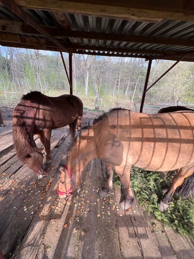 Two horses are captured in a sunlit stable or lean-to structure at Sanatoriya Yumatovo Imeni 15-Letiya Bassr, Russia. The scene depicts a larger, light brown horse and a smaller, darker brown horse, both wearing red halters, seemingly engrossed in eating from food scattered on a wooden plank floor.
The larger horse, positioned towards the right of the frame, has a sleek, light brown coat with a darker mane and tail. A distinct brand, resembling a stylized 'R' or a figure-eight symbol, is visible on its left flank. It is bent over, head down, consuming bits of food. The smaller horse, positioned in the lower-left foreground, also has its head lowered, mirroring the feeding activity. Its coat is a rich, darker brown, and its muzzle appears lighter.
The horses stand on a floor made of wide wooden planks, which are liberally scattered with various food scraps, including what appear to be pieces of carrots, apple cores, and possibly other vegetables or fruits. Fresh evergreen branches are also spread across the floor, particularly near the larger horse's front legs.
Strong sunlight streams into the structure from the right, casting sharp, grid-like shadows from the overhead stable framework onto the horses' backs and the wooden floor. The stable itself features sturdy wooden beams and corrugated metal siding on the left. Through the open side of the structure, a background of trees with budding or sparse leaves is visible, suggesting a time of year like early spring or late fall. The bright sun indicates daytime, possibly morning or late afternoon given the angle of the shadows. The overall atmosphere appears calm, with the horses focused on their meal.