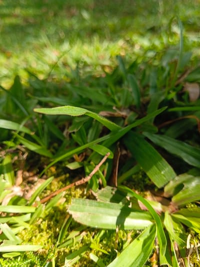 A close-up shows green grass and moss under dappled sunlight. The grass blades are varying shades of green, with some appearing brighter due to light exposure. The moss forms a dense, textured ground cover beneath the grass. A few small brown twigs or stems are scattered throughout the scene, adding a touch of natural debris. The foreground is in focus, while the background is blurred.