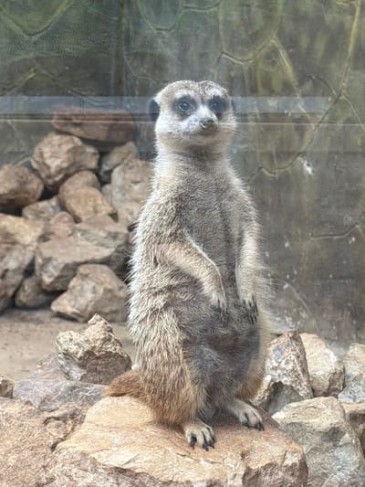A meerkat stands upright on a rock. It is facing forward, looking directly at the camera. The meerkat is light brown and grey, with dark markings around its eyes. It has small, dark claws on its paws. The background consists of rocks and a textured wall. The scene is lit from above. The image does not contain any elements that would indicate a location in the city of Akatovo, Russia.