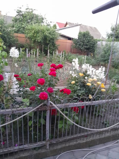 The image depicts a residential garden located in Berezhany, Ukraine. In the foreground, a grey metal fence with arched tops separates the viewer from the garden. Beyond the fence, various flowering plants are visible, including red roses, white lilies, and yellow roses. A few trees and bushes are situated in the background, along with houses and a wooden fence. The overall impression is of a well-maintained private garden on a cloudy day. There are no people or animals present in the image, and no specific actions or interactions are captured. The scene is static and focuses on the flora and the surrounding environment.