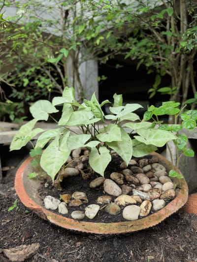 The image shows a potted plant, specifically a Syngonium podophyllum 'White Butterfly,' situated on a rough, possibly wooden, surface. The plant is potted in a weathered, terracotta-colored pot. The topsoil in the pot is covered with small, rounded stones, likely for decorative purposes and to retain moisture.
The foliage is primarily light green to white, with some leaves showing characteristic arrowhead shapes. Some leaves have minor imperfections or spotting. Another type of plant with darker green leaves is also growing in the same pot.
The setting appears to be outdoors, suggested by natural lighting and the presence of other vegetation visible in the background. A blurred mass of green leaves and slender branches suggests a dense, leafy backdrop. The location is Ko Pha-ngan, Thailand. There is no information about specific interactions or people in this image.