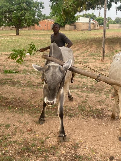 A young man holds a leafy branch in front of an ox team yoked together with wooden beams. The oxen, one gray and one white, stand on dry, grassy ground. The man is wearing a dark T-shirt. A rural setting is visible in the background, with trees, simple buildings, and a power pole. The location is Gambar, Nigeria.