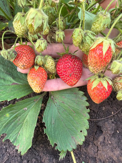 In Adnagulovo, Russia, a close-up shot captures a hand delicately supporting a cluster of ripening strawberries on a plant. The strawberries vary in ripeness, with some still green and developing, while others show vibrant red hues. The foreground features large, green strawberry leaves, some showing signs of wear and tear, resting against dark soil. The background is filled with more strawberry plants and developing fruit, suggesting a bountiful harvest. The overall scene is one of nature's bounty, with the hand of a human gently interacting with the growing fruit.