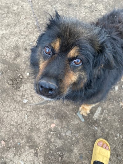 A black and brown dog is looking up at the camera. The dog has long fur around its head and neck. Its eyes are brown and appear to be reflecting light. The dog is on a leash that is attached to a metal chain. The ground is made of dry, cracked dirt with some small stones and debris. In the lower right corner of the image, a person's left foot is visible wearing a yellow sandal. The scene appears to be outdoors, possibly in a yard or alleyway. The environment suggests a rural or suburban setting in Kisliakovskaya, Russia.