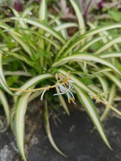 The image displays a close-up of a variegated spider plant (Chlorophytum comosum) in bloom, located in the city of Pô Kô, Vietnam. A single white flower, composed of six narrow petals and prominent yellow-orange stamens, extends from a thin, pale stolon. Several unopened flower buds are also present on this stolon. The plant's foliage consists of numerous long, arching leaves with distinct green and cream-white longitudinal stripes. The background features out-of-focus green and hints of purple foliage in the upper section, and a dark, textured ground surface occupies the lower portion of the frame.