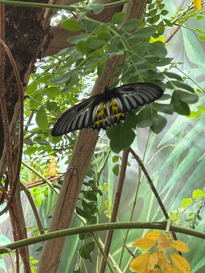 A butterfly with black wings marked with yellow streaks and white lines rests on green leaves and branches in an arboreal environment. The background features a blurred green pattern, suggesting a natural or simulated tropical setting. The image does not provide any information that can be used to determine its location in Ban Phonsavang Neua, Laos, or any other specific location. There are no people or discernible actions taking place.