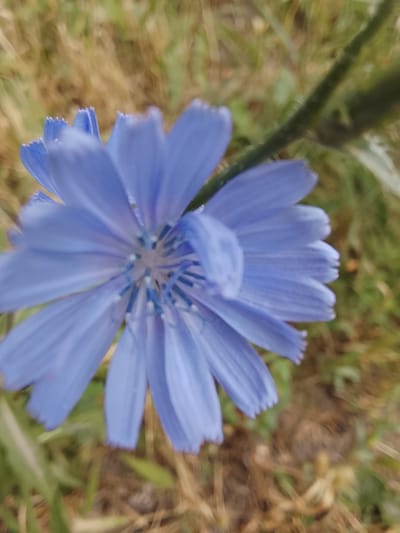 A close-up, high-angle shot captures a bright blue chicory flower in the foreground, its petals fanned out and slightly blurred. The flower's center reveals delicate blue stamens and white tips. The background is a soft blur of green and brown, suggesting a natural environment with dry grass and foliage. The image appears to have been taken outdoors in a grassy area.