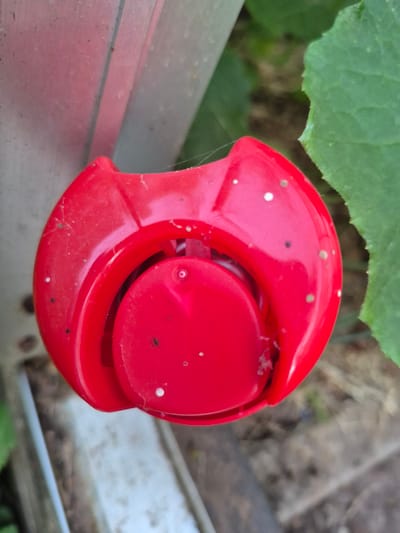 This is a close-up, eye-level, slightly angled shot of a red, plastic object resembling a pacifier, attached to a grey, metallic pole. The object is worn and has some dirt and debris on it, including small, white, and black speckles, as well as cobwebs. To the right of the object is a large, green leaf with a serrated edge. The background is blurred and appears to be outdoors with foliage and possibly ground cover. There are no people or animals visible in the image. The object's design suggests it might be a garden ornament or a decorative piece. Without further context, it is impossible to determine its specific location within the city of Trier, Germany.