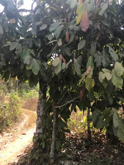 This image captures a cocoa tree located in Ago-Abo, Nigeria, positioned alongside a dry dirt path. The tree, which occupies the right and central portions of the frame, displays abundant foliage consisting of broad leaves in various shades of green, with some exhibiting reddish-brown coloration. Several cocoa pods, differing in color from green to reddish-brown, are visibly attached to the branches. The tree's main trunk, partially seen on the left, has areas of lighter-toned bark. To the immediate left of the tree, a winding, unpaved path composed of light brown soil extends into the background. The surrounding environment beyond the path and to the right is characterized by dense, dry, and untended vegetation, including tall grasses and small trees. Natural sunlight illuminates the scene, creating highlights and shadows among the leaves and on the path. No human figures or artificial structures are present.