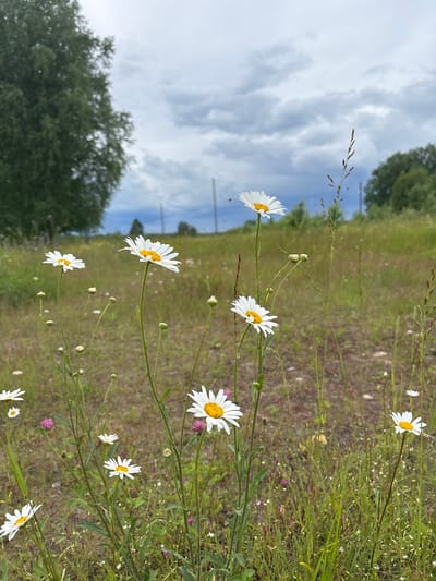 A field of daisies under a cloudy sky. The foreground is dominated by several daisies, some in bloom and others as buds, with tall green stems. The background shows a grassy field with more wildflowers, a large tree on the left, and trees in the distance on the right. The sky is overcast with dramatic, dark clouds. This scene is characteristic of the natural landscapes found on the outskirts of Kurgan, Russia, likely in a rural or semi-rural area with open fields. There are no people or animals visible in the image.