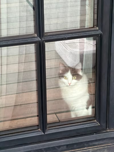 A fluffy, white and brown cat with bright yellow eyes peers through a multi-pane glass window with a dark metal frame. The cat is positioned in the right-hand pane of the window, looking directly at the camera. Behind the cat, wooden planks are visible, suggesting an outdoor deck or floor. The window panes on the left are less clear, showing indistinct vertical lines, possibly blinds or curtains. The scene is indoors, looking out through a window. The image quality is moderate, with some glare on the glass. The cat appears to be a domestic pet. The location is not specified in the image or its metadata.