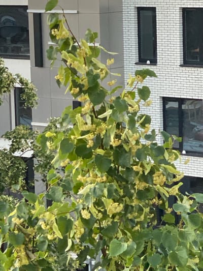 The image captures a close-up view of a linden tree in bloom, its branches laden with small, pale yellow flowers and green leaves. The tree is situated in an urban setting, as indicated by the background. To the left, a modern building with gray panels and dark windows is visible. To the right, a building constructed of white brick with black-framed windows stands out. One of these windows has a small white object resting on the sill. The overall impression is one of nature intersecting with contemporary architecture. The specific location is in Novaya Usman', Russia.