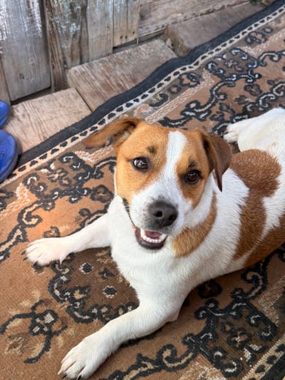 A Jack Russell Terrier is lying on a brown rug with an intricate pattern. The dog has white and brown markings, with its head facing the camera. Its mouth is slightly open, revealing its teeth and tongue. The dog's paws are visible on the rug, and its body extends out of frame. In the background, there are wooden planks and a blue object, possibly a boot. The setting appears to be outdoors, likely in a yard or patio area. The image is taken from a high angle, looking down at the dog. The lighting suggests it is daytime. The location of Sylva, Russia is not discernible from the visual cues in the image.