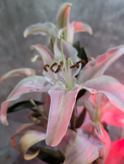 A close-up shot displays a bouquet of pale pink lilies with prominent stamens against a blurred gray background. Some areas of the petals are illuminated with a strong pink light, likely from an external source. The overall composition focuses on the details of the flower's texture and color variations. No specific location in Ko Pha-ngan, Thailand can be determined from the image. There are no visible people, subjects, or interactions. The main object is the bouquet of lilies. The environment is generic.