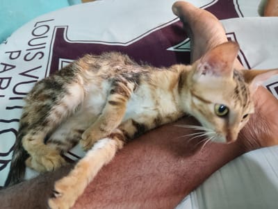 A kitten with tabby markings rests on a patterned cloth. The kitten's fur is a mixture of light brown, tan, and dark brown stripes. Its eyes are green, and its whiskers are long and white. The kitten's body is relaxed, with its paws tucked underneath it. The cloth it is resting on has a white background with dark brown and maroon patterns, featuring text that appears to be "LOUIS VUITTON PARIS". The scene is lit by natural light, creating soft shadows. In Alagbado, Nigeria, a kitten is on a Louis Vuitton patterned cloth, possibly indoors on a bed or sofa. The lighting suggests it's daytime.