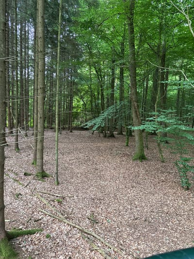 The image depicts a forest floor covered in fallen leaves and scattered branches, interspersed with numerous trees. The trees are predominantly slender and tall, with some having moss growing at their bases. The canopy is dense with green foliage, creating a shaded environment. In the foreground, the ground is a carpet of brown and tan leaves, with several fallen branches lying horizontally and at angles. Some of these branches are covered in moss. The scene suggests a natural, wooded area within the city of Jyderup, Denmark. There are no people or animals visible in the image, and no obvious actions or interactions are taking place. The overall environment is that of a temperate forest.