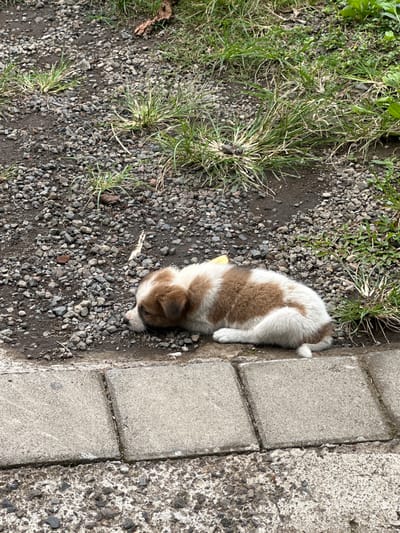 A small, brown and white puppy lies on a gravelly patch of ground next to a concrete curb. The ground is mixed with dirt, small rocks, and sparse patches of green grass. The concrete curb is adjacent to a larger concrete surface with a rougher texture. The location is Rendang, Indonesia.