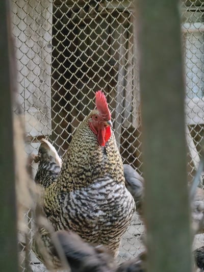 A rooster with a red comb and wattle stands in a fenced enclosure. The rooster has speckled brown and white feathers. A chain-link fence is visible in the background and foreground, partially obscuring the view. The scene appears to be outdoors in a rural setting, possibly a farm or backyard. The location is in the village of Ароматновское сельское поселение, Ukraine.