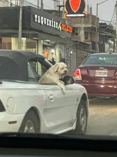 The image shows a busy street scene in what is identified as Acapulco, Mexico. A white, furry dog is seen in the open window of a parked white car. Adjacent to the white car is a burgundy car with a license plate number of HAG-601-J. In the background, there is a taqueria sign with "TAQUERIAS DELICIAS" and "EL PASTOR QUE TE ENCANTA" visible. The location appears to be an urban area with buildings and overhead wires.