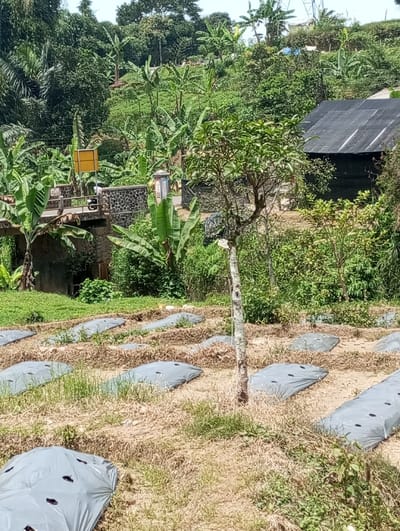 The scene depicts a rural, agricultural landscape in Cibeureum, Indonesia, under bright daylight. In the foreground, an agricultural field features multiple raised planting beds covered with gray plastic mulch, visible across dry, light-brown soil with sparse green grass. A slender, light-barked tree with green foliage stands vertically in the center of this field.
In the midground, to the left, a concrete bridge with stone-faced guardrails spans a narrow waterway or ditch obscured by vegetation. A yellow square sign is affixed to the bridge structure, and a dark-colored motorcycle is parked on or adjacent to the bridge. A decorative, light-colored pillar stands near the bridge entrance. Dense tropical vegetation, including numerous banana trees, surrounds the bridge and waterway. To the right in the midground, a dark-colored building, possibly a shed or greenhouse, with a black roof and walls, is partially visible amidst thick green foliage.
The background consists of densely vegetated hillsides, dominated by banana trees and other broad-leafed tropical plants, rising under a clear sky. Distant power lines or utility towers are faintly discernible against the horizon. No individuals are explicitly visible.