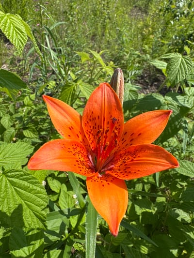 A close-up, eye-level shot shows a vibrant orange lily with dark red spots in full bloom. The lily's six petals are pointed and slightly recurved, revealing its stamens and pistil at the center. The flower is surrounded by lush green foliage, creating a natural, outdoor setting. The background is softly blurred, emphasizing the lily as the primary subject. The scene is well-lit by natural sunlight, casting subtle shadows on the leaves. The location is identified as Skovorodino, Russia, indicating a rural or garden environment.