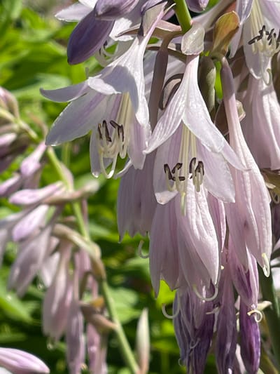 The image shows a close-up, slightly out-of-focus view of a cluster of pale purple, trumpet-shaped flowers, likely hosta flowers, with green foliage in the background. The flowers are suspended from thin green stems, and some have visible stamens and pistils. There are no people or identifiable landmarks present in the image. The image is a photograph of flowers in a natural setting. No specific location in Tatarstan, Russia is discernible from the image.