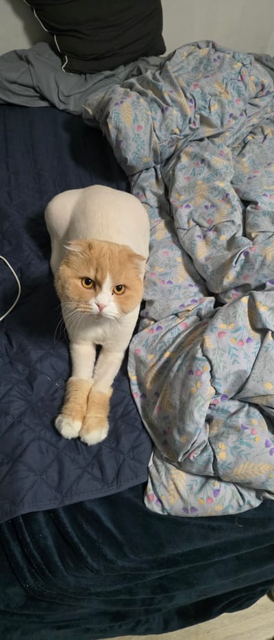 A Scottish Fold cat with cream and white fur is lying on a dark blue quilted blanket next to a floral patterned duvet. The cat is looking directly at the camera with large, yellow eyes and has its front paws crossed. The background shows a black pillow and more of the duvet and blanket. The scene appears to be indoors, possibly on a bed, in Gimhae-si, South Korea.