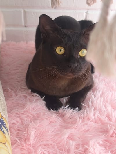 A dark-colored cat with bright yellow eyes is resting on a fluffy pink rug. The cat is looking directly at the camera. In the background, there is a white brick wall and some blurry decorative items. The image appears to be taken indoors, possibly in a home setting. There is no information about the location in the city of Novosaratovka, Russia.