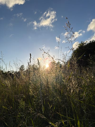 This image captures a natural landscape scene in Schifflange, Luxembourg, under a late afternoon or early evening sky. The low sun is positioned slightly left of center, emitting a bright flare and backlighting the scene with warm light. The upper portion of the image features a clear blue sky with scattered white cumulus clouds. A faint airplane contrail is visible in the upper right quadrant. The majority of the frame is dominated by a dense field of tall grasses and various herbaceous plants. These plants, predominantly in shades of green and brown, are illuminated by the sun, causing many of their upper stalks and seed heads to glow with a bright rim light. The lower sections of the vegetation are in shadow, appearing darker. In the background, a line of dark green trees or dense foliage is silhouetted against the sky, particularly on the right side. There are no people, animals, or artificial structures prominently featured in the composition.