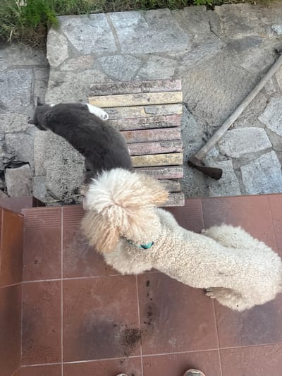 In Prolesha, Bulgaria, a grey and white cat is positioned on a stack of weathered, rectangular paving stones. It is facing towards the left, with its body arched over the stones. To the right of the cat and slightly below, a cream-colored poodle with curly fur is lying down. The poodle is facing the cat and appears to be looking at it. The ground beneath them consists of large, irregular grey stones, and to the right of the paving stones, a wooden-handled tool with a metal head, possibly an adze, rests on the stone ground. The poodle is wearing a blue collar. The area seems to be an outdoor space, possibly a garden or patio, with some greenery visible in the upper left corner. The foreground is dominated by brown tiled steps.