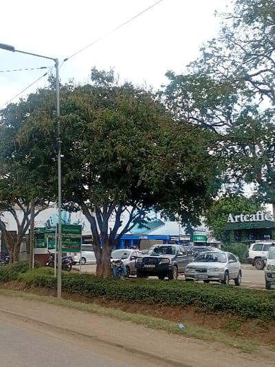The image displays a daytime street scene in Nanyuki, Kenya, specifically in front of a Safaricom shop and an Artcaffe establishment. The sky is overcast and bright.

In the foreground, an unpaved road edge or shoulder is visible, with a small, light-colored plastic bottle resting on the dirt. A low, raised curb or retaining wall separates this area from a dense, well-maintained green hedgerow. Several large trees with green foliage, some exhibiting brown seed pods or dried leaves, grow behind the hedgerow, partially obscuring the background structures. A grey metallic street light pole with an extended arm stands on the left, with overhead power lines visible against the sky.

On the left side, behind the trees, a building with a light-blue facade houses a "Safaricom" outlet. A green sign states "Safaricom Nanyuki Selling Line," with "LTE" and "M-PESA" also discernible. Another sign for "AFRICA ONLINE LTD" is partially visible below. To the right, a green building prominently displays the "Artcaffe" logo in white script. A white "OPPO" sign and a "JELU" sign are also located in this area.

A parking area or roadside lot in the mid-ground contains multiple parked vehicles. These include, from left to right: a partially obscured white sedan, a dark-colored motorcycle on its kickstand, a light-colored sedan, a dark grey pickup truck (license plate "KCA 449N" partially visible), a silver five-door hatchback (license plate "KBA 030J" partially visible), and a white SUV positioned further back. Part of an additional white vehicle is visible on the far right. A light blue/grey motorcycle leans against a tree trunk within the parking area.

Two individuals are present: one is partially obscured by the hedgerow, standing near the silver hatchback and dark grey pickup truck; another is faintly visible near the Safaricom shop entrance on the left. No specific actions or interactions are clearly discernible.