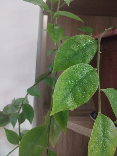 A close-up, eye-level shot shows the leaves of a Hoya plant in a pot, likely in a home or office setting in Zarafshan, Uzbekistan. The leaves are a vibrant green and are covered in small water droplets, suggesting they have recently been watered or misted. The plant's stem is visible, trailing downwards and to the left. In the background, a brown wooden shelf is partially visible, with a dark brown pot for the plant. To the left of the plant, a plain, light-colored wall serves as the backdrop. The lighting is soft, casting no harsh shadows. The overall impression is one of a well-cared-for houseplant.