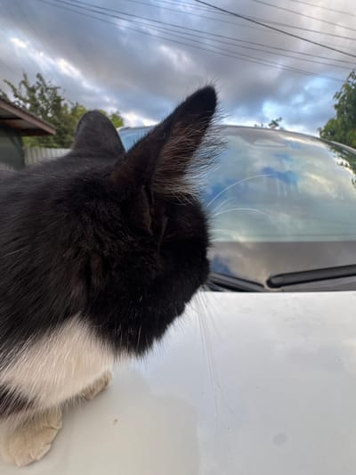 The image shows a close-up of a black and white cat's head and upper body, resting on the hood of a white car. The cat is facing away from the camera, looking towards the windshield and the sky beyond. The windshield reflects the cloudy sky and some trees. The background shows a blurred view of trees, a fence, and power lines, suggesting an outdoor setting. The location is described as the village of Dobrovske, in Ukraine.